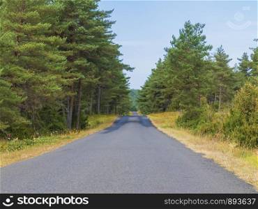 Paved path leading through dense forest