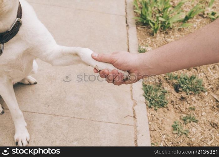 paw dog human hand
