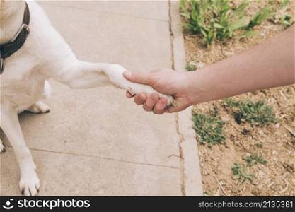 paw dog human hand