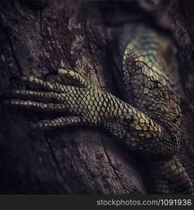 Paw of a large lizard sitting on a tree. Hardun lizard. Blurred.