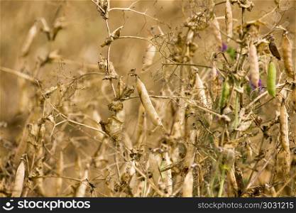 Pea Crop Harvest pulse Saskatchewan Canada Prairie. Pea Crop Harvest