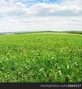 Pea field and blue sky