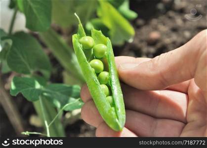 Pea in their open pod held in a hand of a gardener