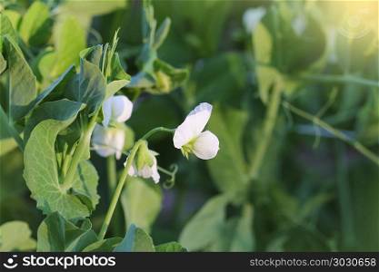 Pea plant with white flower in a garden. Pea plant with white flower in a garden .