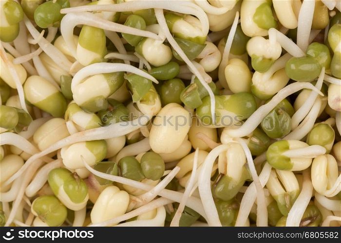 Pea seeds with sprouts close up macro shot top view