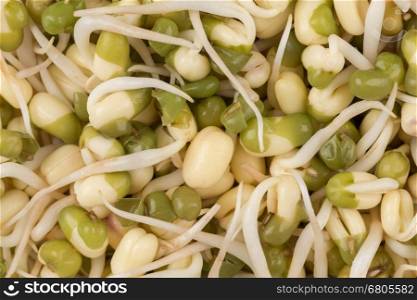 Pea seeds with sprouts close up macro shot top view