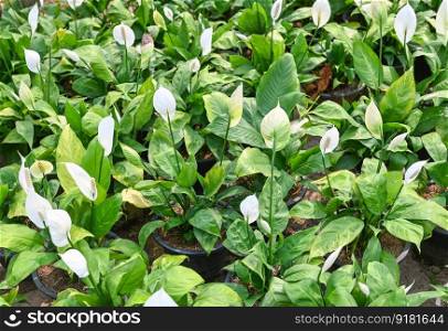 Peace lily seedling bag in the garden for planting for decorative houseplant spathiphyllum wallisii commonly known as peace lily tree ornamental plant reduce carbon and poison absorbing tree