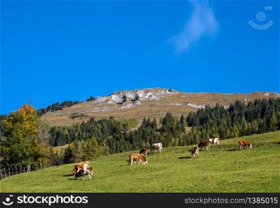 Peaceful autumn morning pasture on mountain slope view and cow herd from hiking path near Dorfgastein, Austria.