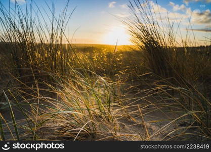 Peaceful beach dunegrass and sunset photo for calming relaxation summer getaway concept.. Atmospheric orange floodlight over dune grass during sunrise on the coastline of the Netherlands