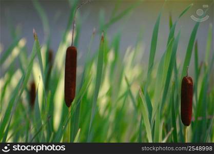 Peaceful cat tails (distaff) in front of a lake