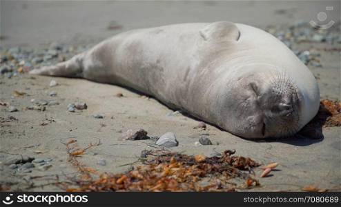 Peaceful elephant seal sleeps on the beach near San Simeon California