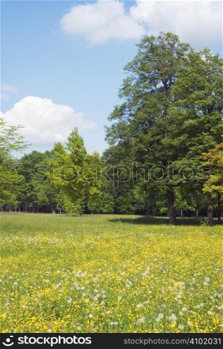 Peaceful Meadow with Wild Flowers in Spring