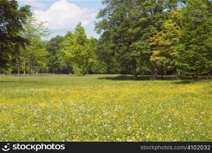 Peaceful Meadow with Wild Flowers in Spring