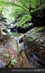 Peaceful mountain stream flows through a green woods; summer season