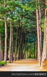 Peaceful Nature Trail in the Pine Forest