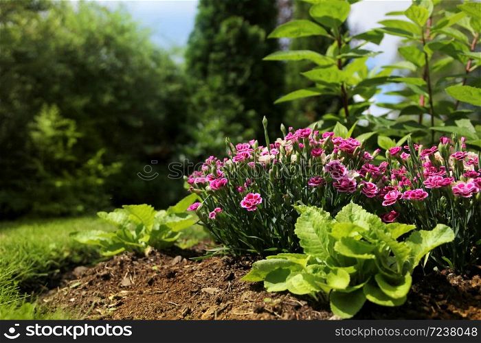 Peaceful summer garden feeling with flowers and bushes