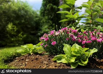 Peaceful summer garden feeling with flowers and bushes