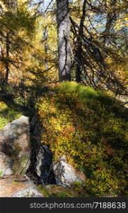 Peaceful sunny day autumn Alps mountain forest view. Reiteralm, Steiermark, Austria.