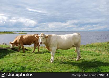 Peaceful view with cattle by seaside at the swedish island Oland in the Baltic Sea