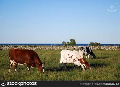 Peaceful view with grazing cattle at the swedish island Oland