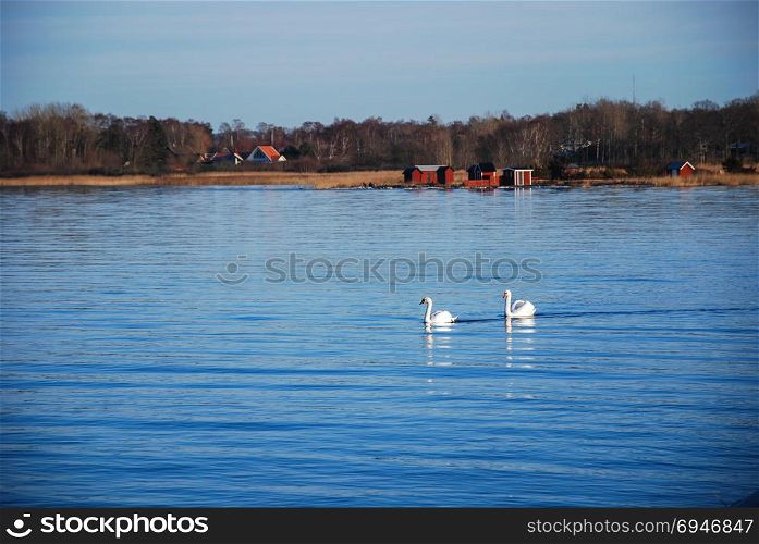 Peaceful view with two swans by the coast at Farjestaden on the swedish island Oland
