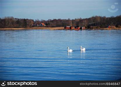 Peaceful view with two swans by the coast at Farjestaden on the swedish island Oland
