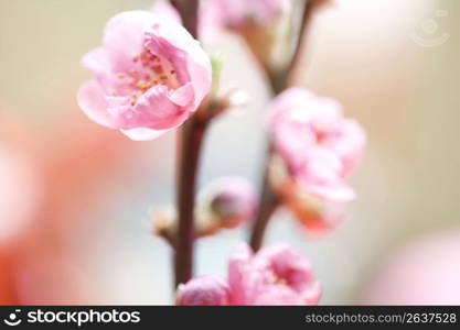 Peach blossom