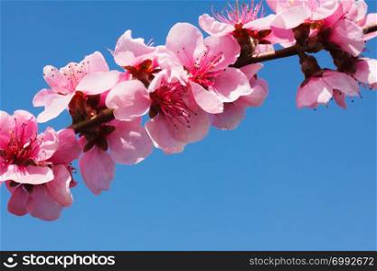 Peach blossom over blue sky