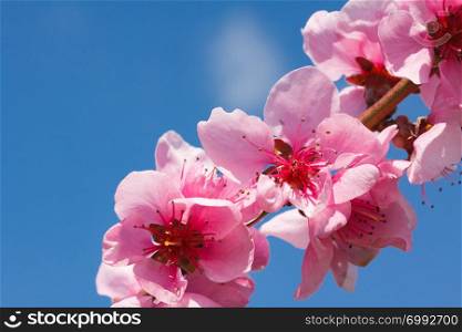 Peach blossom over blue sky
