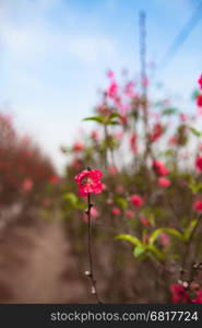 peach flowers