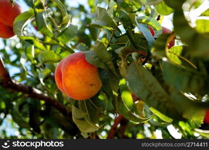 Peach. Fresh summer peaches almost ready for harvest and delivery to farmers market