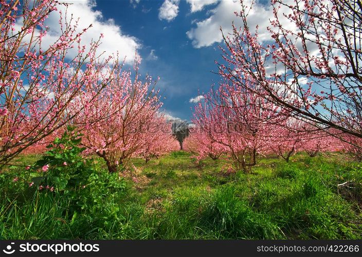 Peach garden at spring.