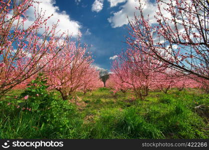 Peach garden at spring.