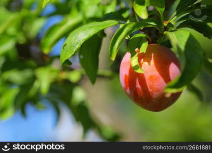 peach on a peach tree