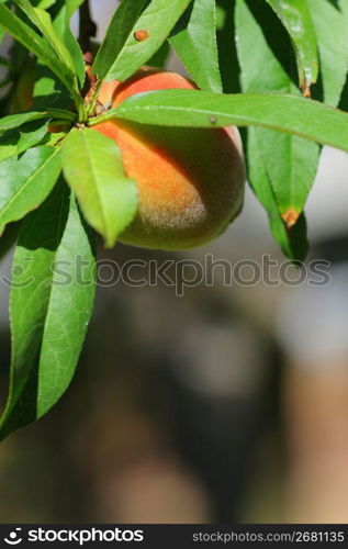 peach on a peach tree