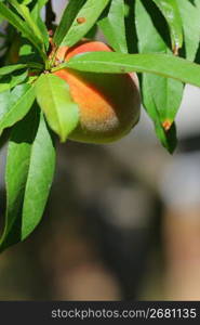 peach on a peach tree