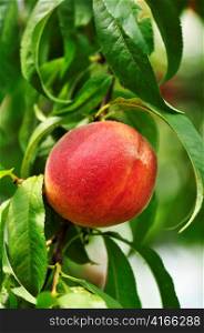 peach on a tree ,close up
