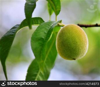 peach on the tree , close up