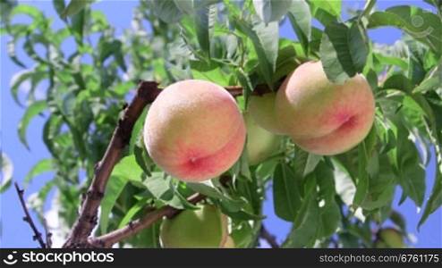 Peach orchard