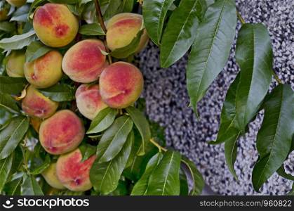 Peach tree branch or Prunus persica with many ripe fruits, recommended as background, Zavet, Bulgaria