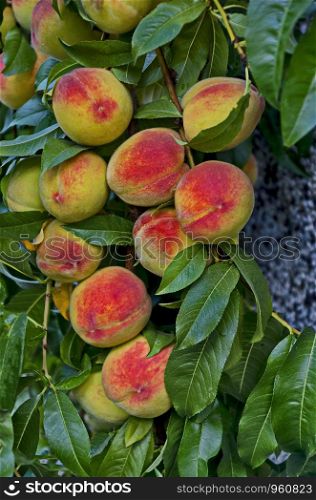 Peach tree branch or Prunus persica with many ripe fruits, recommended as background, Zavet, Bulgaria