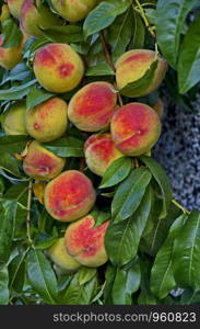 Peach tree branch or Prunus persica with many ripe fruits, recommended as background, Zavet, Bulgaria