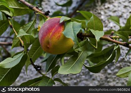 Peach tree branch or Prunus persica with single ripe fruits, recommended as background, Zavet, Bulgaria