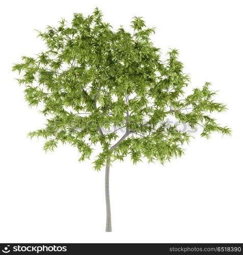 peach tree isolated on white background. 3d illustration