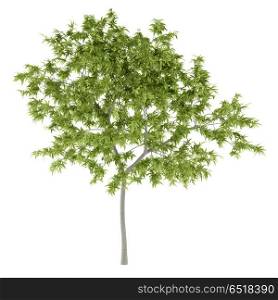 peach tree isolated on white background. 3d illustration