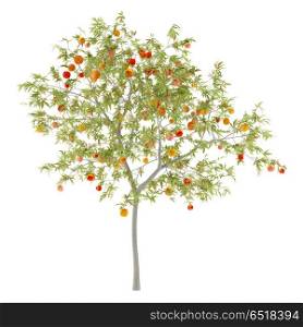 peach tree with peaches isolated on white background. 3d illustration. peach tree with peaches isolated on white background. 3d illustr