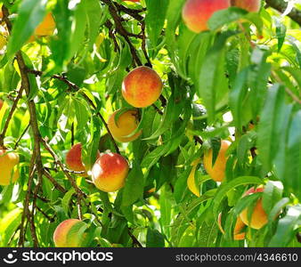 Peach tree with ripe fruits , close up