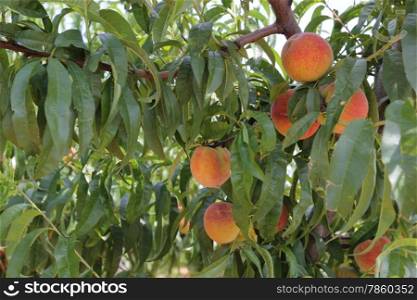 Peaches in Apulian Countryside
