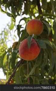 peaches in the Apulian countryside
