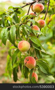 Peaches on a tree branch closeup in the orchard